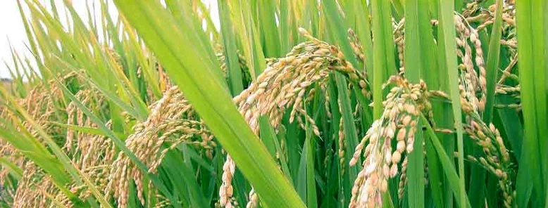 rice