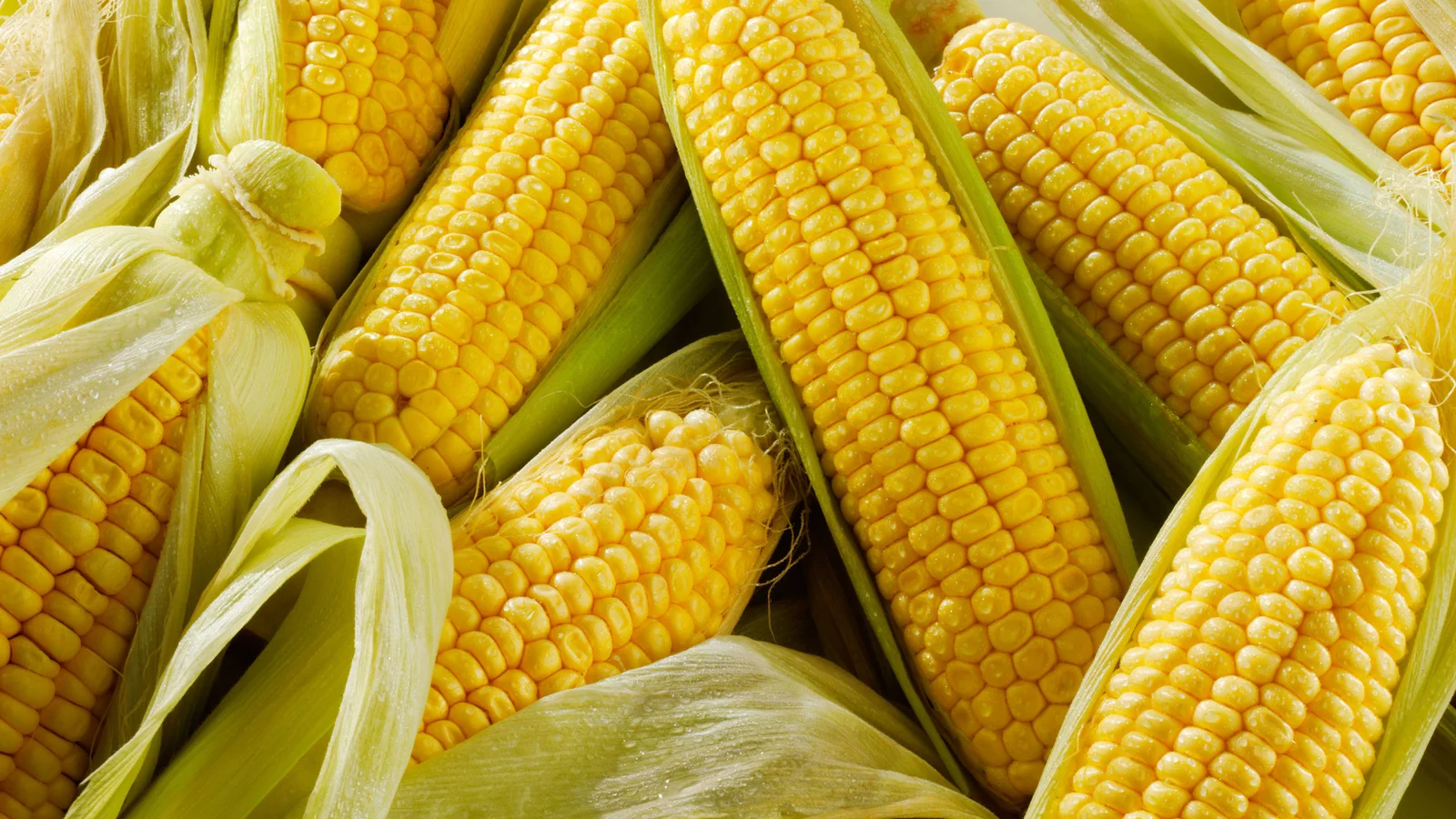 corn-scaled