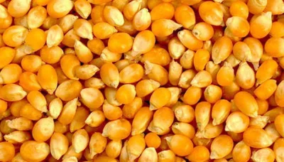 582-high-quality-natural-yellow-corn-supplier-3