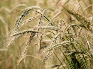 Barley