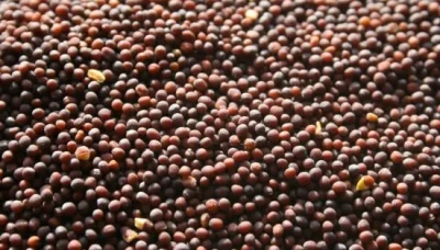 Brown-mustard-seeds-1000-550x413-1