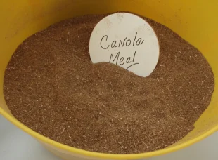 Canola_meal