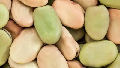 Faba-Beans-Header-2048x500-1