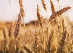 Wheat