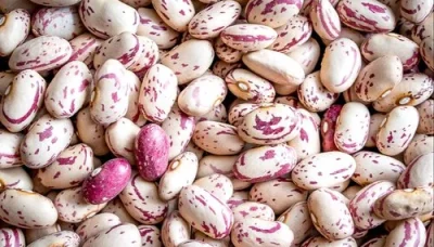 cranberry-beans-500x500-1