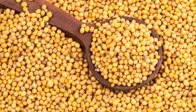 spoon-yellow-seeds-oriental-mustard-closeup-wooden-pile-brassica-juncea-218951304