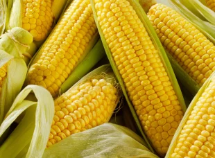 corn-scaled